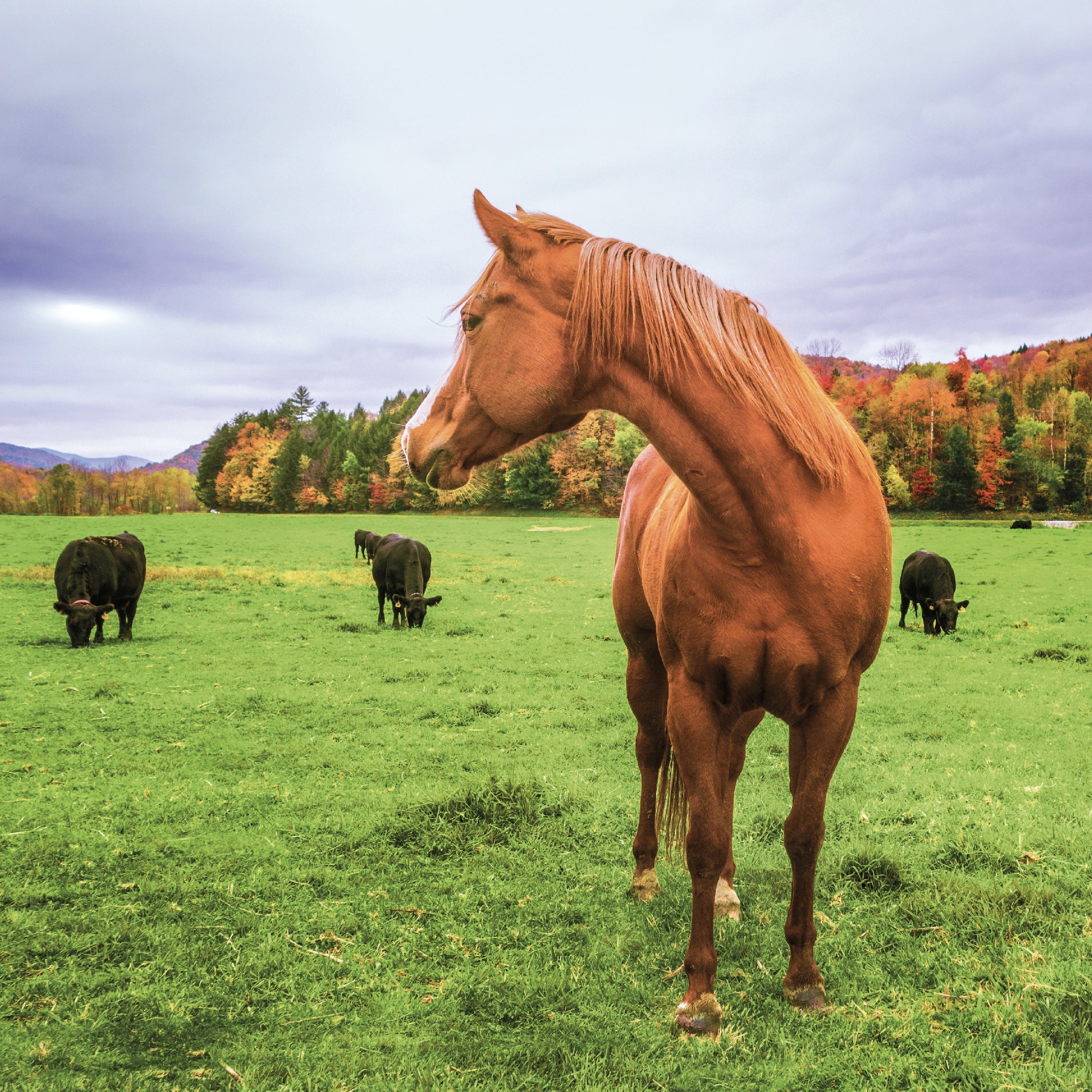EQUINO