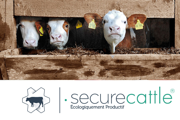 Secure-Cattle-bovino2