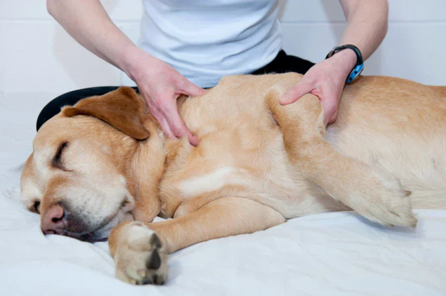 Osteoartritis canina: el dolor que avanza en silencio