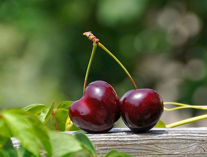 Color en Frutos y Homogenización de Cosecha