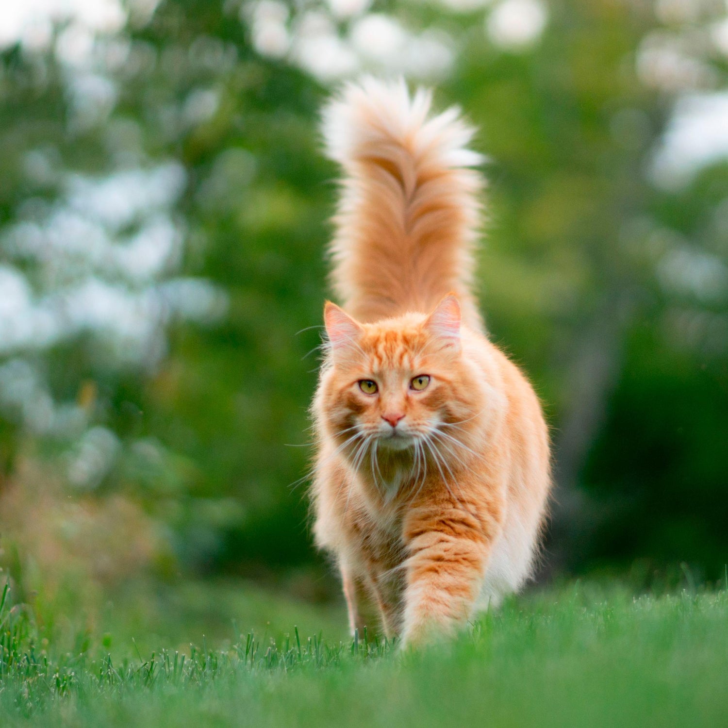 GATO